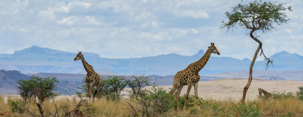 african safari tours tanzania