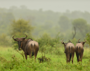 african safari tours tanzania