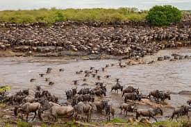 Northern Serengeti National Park