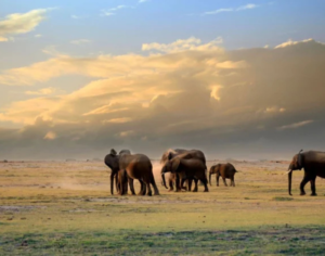 kenya tanzania safari