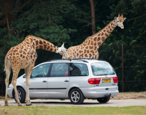 safari and beach honeymoon