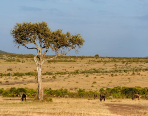 safari in kenya vs tanzania