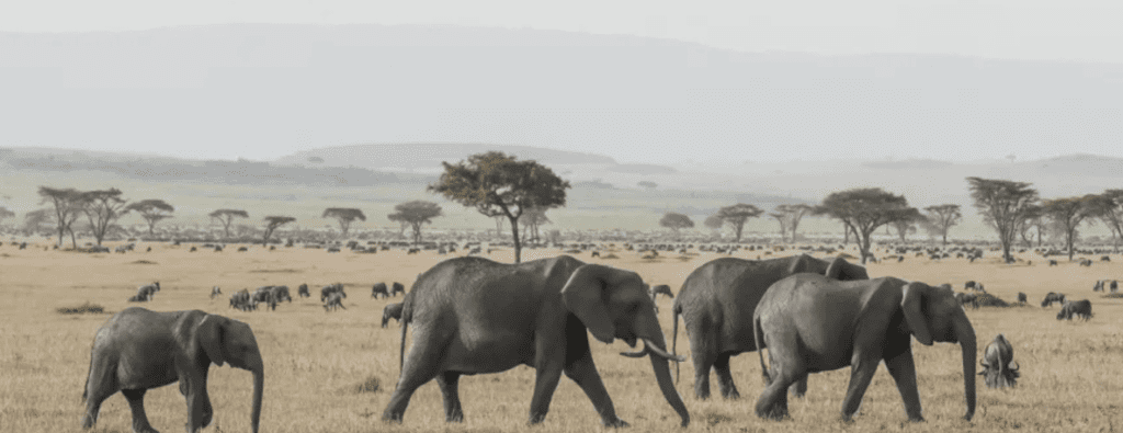 safari in kenya vs tanzania