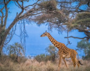 safari in kenya vs tanzania