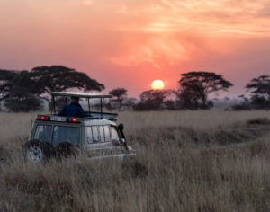 safari in kenya vs tanzania