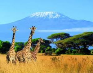 safaris in kenya and tanzania