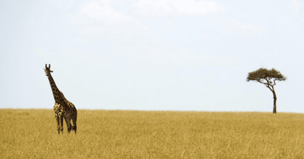 safaris in kenya and tanzania