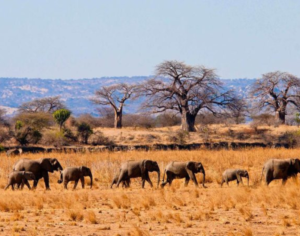 safaris in kenya and tanzania