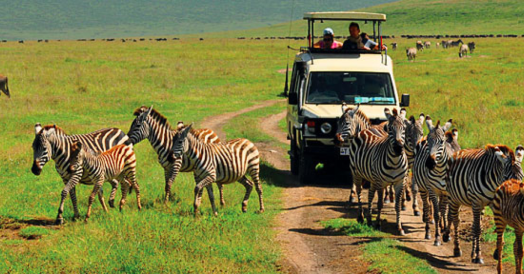 tanzania tours and safaris​