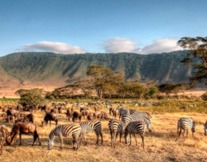 tanzania tours and safaris​