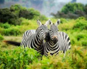 Best Place to Do a Safari in Africa