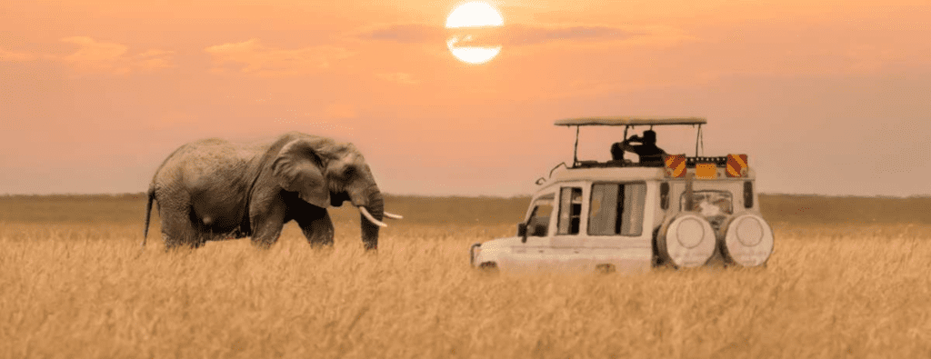 Best Place to Do a Safari in Africa
