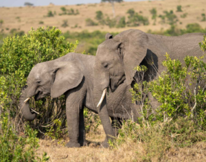 Best Place to Do a Safari in Africa