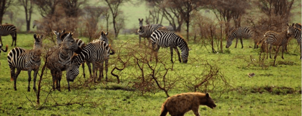 Serengeti National Park Tours