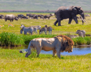 Serengeti National Park Tours