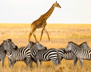 Serengeti National Park Tours