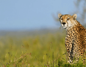 Best Tanzania Safari Tours