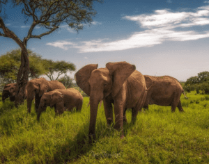 Best Tanzania Safari Tours