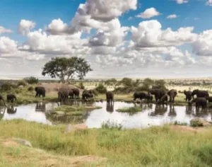 four seasons safari tanzania
