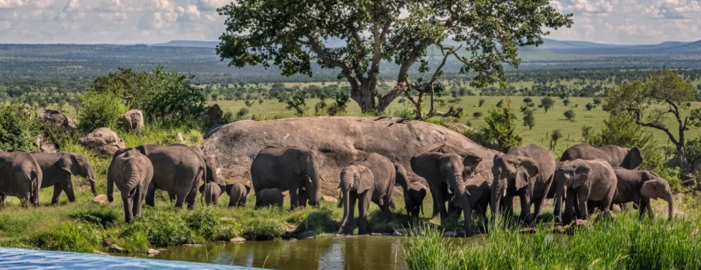 four seasons safari tanzania