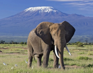 kenya and tanzania safari packages