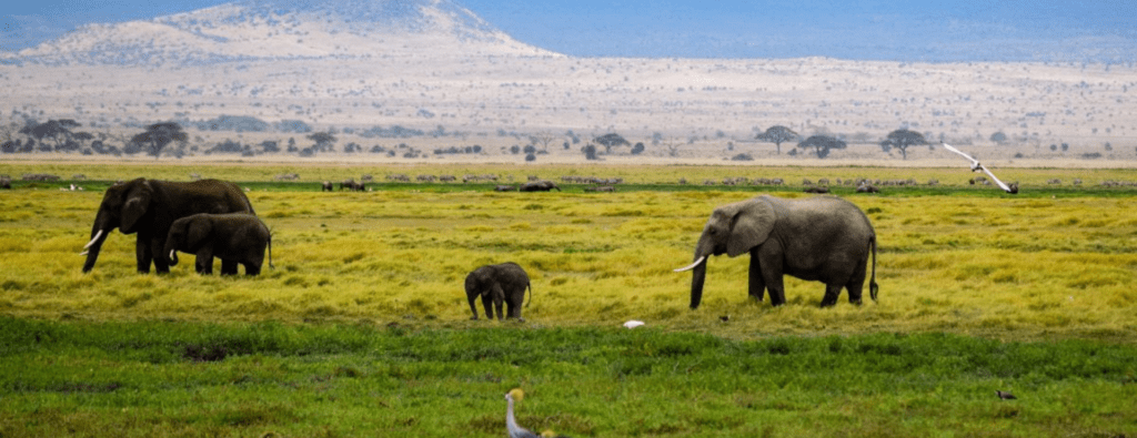 kenya and tanzania safari packages