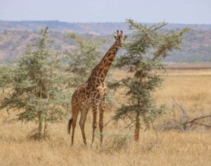 kenya and tanzania safari packages