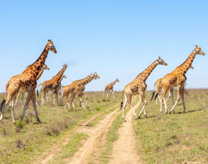 kenya and tanzania safari packages