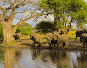 safari tours tanzania