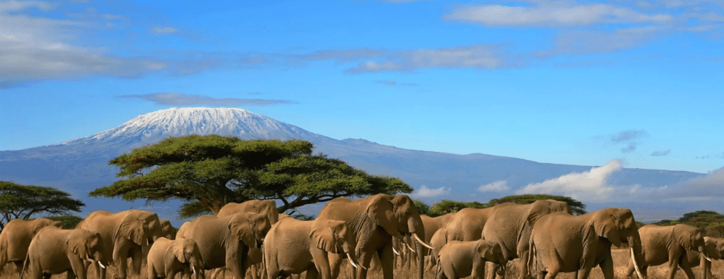 safari tours tanzania