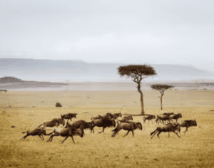 safari tours tanzania