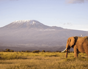 safari tours tanzania