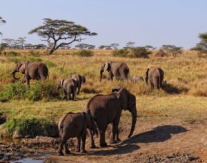 serengeti safari africa