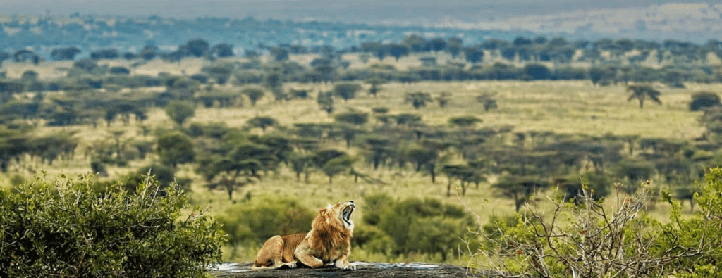 serengeti safari africa