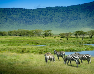 serengeti safari africa