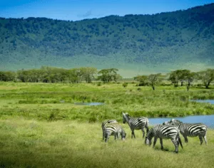 safari nel Serengeti, Africa