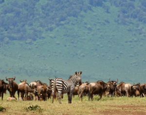 best safaris in tanzania​