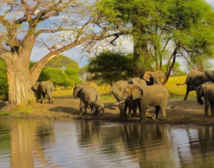 best safaris in tanzania​