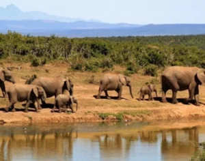 african safari kenya and tanzania​