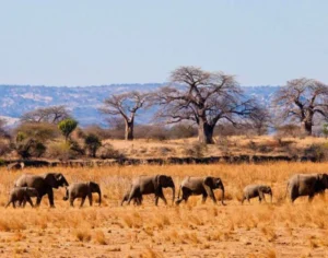 african safari kenya and tanzania​