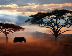 african safari kenya and tanzania​