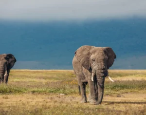 african safari tanzania​