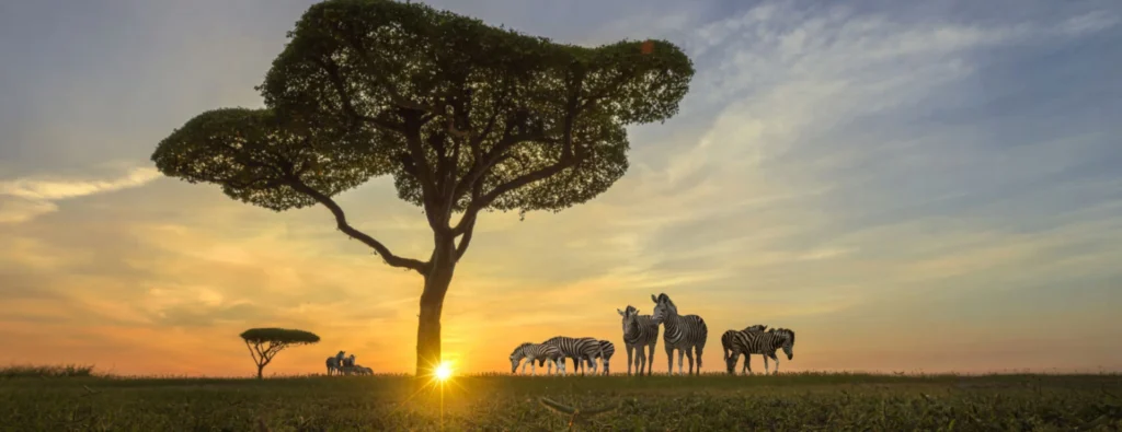 african safari tanzania