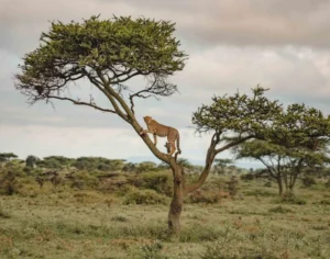 african safari tanzania​