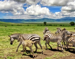 african safari tanzania​