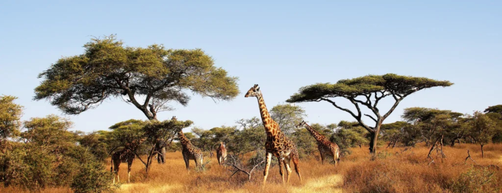 safari holiday in tanzania