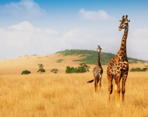 safari holiday in tanzania