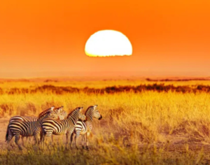 safari holiday in tanzania
