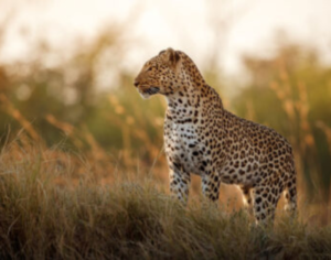 safari holiday in tanzania