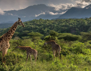 safari in tanzania best time